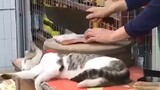 【Pet】Hilarious Moments of Cats | A Near Escape