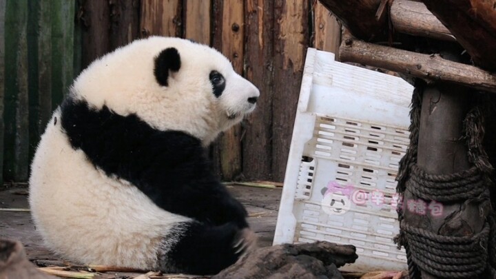 Giant Panda|Everyday Life of Panda Cub