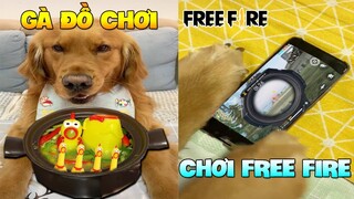 Thú Cưng Vlog | TỒ TỒ Đại Náo Bố #2 | Chó thông minh vui nhộn | Smart dog funny pets