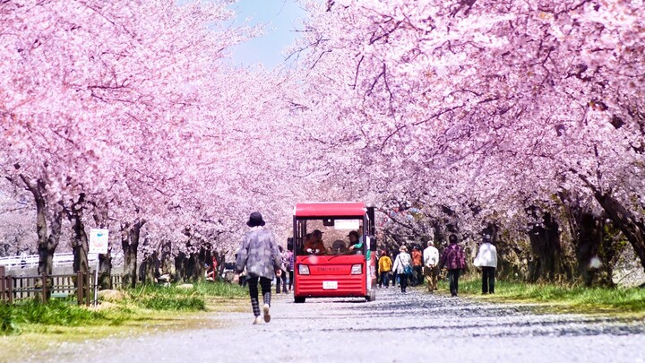 VLOG การเดินทางที่สวยงามตระการตาของ Makoto Shinkai การเดินทางเพื่อค้นพบปลาหมึกเรืองแสงในช่วงฤดูดอกซา