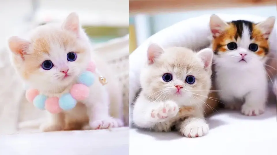 Baby Cats - Cute and Funny Cat Videos Compilation #44 | Aww Animals -  Bilibili
