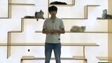 Saya membuat labirin kucing tiga dimensi untuk kucing