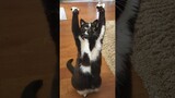 Funny animals 2023😆 - Funniest Cats and Dogs Video🐕🐈244 #shorts
