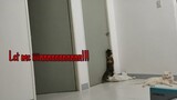 Cat beg to let her in inside the room || Suni adventure || Clowder zone