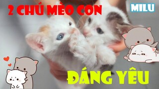 Mèo Con Chào Mọi Người Đáng Yêu - Funny and Cute Cat| MI LU