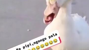 bibilin kaya ni boss toyo to ?? 😂😂😂😂