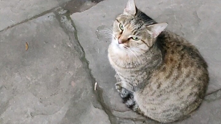 "Ck, ck" dua kali, dan kucing kecil itu mendapat sinyal rahasia.