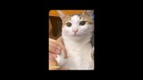 Cats funny video