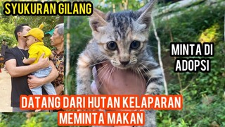 Anak Kucing Datang Dari Hutan Minta Tolong Kelaparan Lihat Endingnya..!