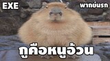 หนูอ้วน คาปิบารา Capybara [พากย์นรก]