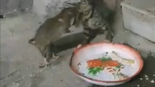 [Mèo cưng] Con nhà nghèo tự lập sớm, mèo nhà nghèo bắt chuột từ nhỏ