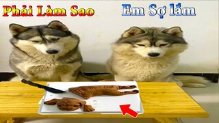 Thú Cưng TV | Ngáo Và Ngơ #10 | chó thông minh vui nhộn | funny cute smart dog pets | dương kc