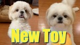 My Dog's Reaction When He Receives His New Toy (Cute Funny Dog Video)