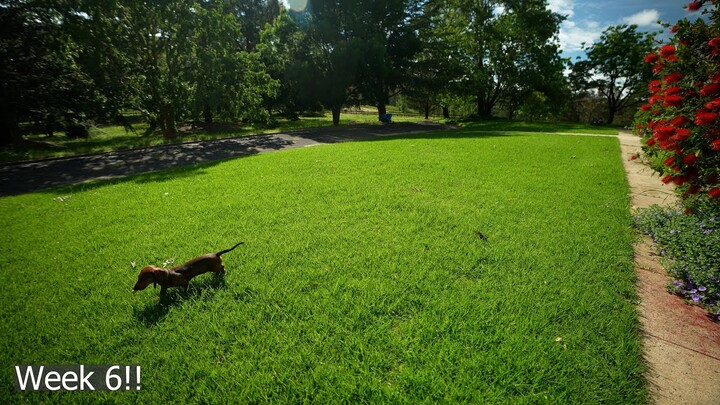 How I Fixed an Ugly Lawn // Kikuyu Lawn Journey