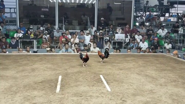2hits champion 2nd fight