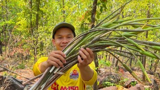 ลำอีลอกหรือดอกก้าน เยอะมากๆในจุดเดียว สู่เมนูบ้านๆ”ไข่ดอกก้าน” สุดพิเศษ