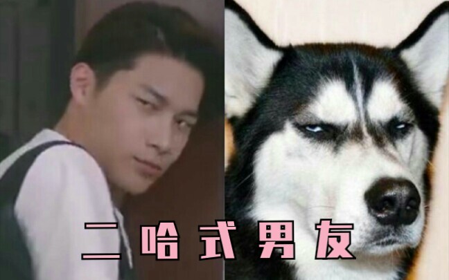 【Histotry3 那一天】有一条二哈男友是怎样的体验？