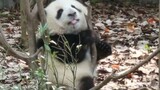 Panda Huahua stcuk by the tree - see how visitors react