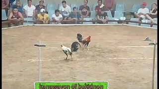 kanaway of Bukidnon
