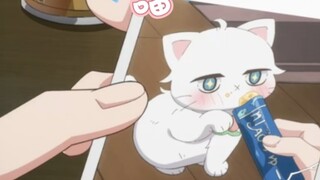 [Buku Harian Pertumbuhan Baitao] Seekor kucing tsundere yang lucu dan penuh perhatian