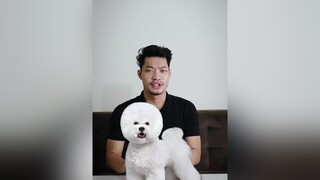 Có bạn nào biết về Bichon chưa ạ! LearnOnTikTok thucung tuitienpet bichon petonesaigon