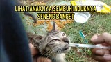 Alhamdulillah Anak Kucing Jalanan Yang Sakit Diare Ini Sudah Sembuh | Ketemu Kucing Hamil Besar..!