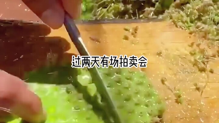 不同人鱼1111