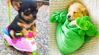 Baby Dogs - Cute and Funny Dog Videos Compilation #17 | Aww Animals