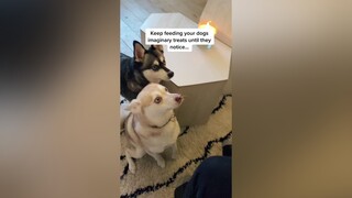 Wait til the end 😭 imaginarytreat dogs dogchallenge