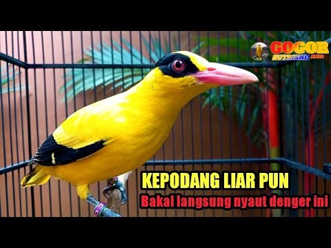 SUARA KESUKAAN PODANG ❗ kepodang emas gacor SATU INI ahlinya JADIKAN burung kepodang gacor NYAUT