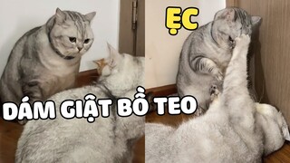 Khi cô gái bạn yêu lại đi yêu thằng đực khác 🙂| Pets TV