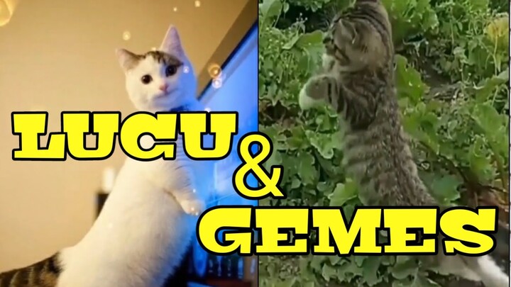 KUCING  LUCU DAN GEMES |🐱 FUNNY CATS