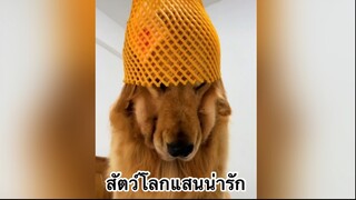 เพื่อนตัวน้อย สัตว์เลี้ยงแสนซน : สัตว์โลกแสนน่ารัก