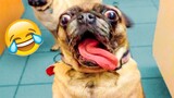 Funniest Dogs And Cats Videos - Best Funny Animal Videos of the 2021 😃