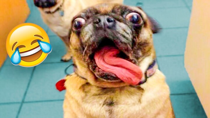 Best Funny Animal Videos Of The 2022 π€£ - Funny Wild And Farm Animals Videos π΄π¦ - Bilibili Best Funny Animal Videos Of The 2022 π€£ - Funny Wild And Farm Animals Videos π΄π¦ - Bilibili