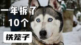 哈士奇的新瓜：喂猪石槽当饭盆，一年拆坏10个铁笼子