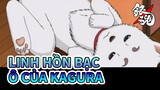 [Linh Hồn Bạc/Kagura] Kagura mang Ô Episode | Xem Mỗi Ngày Làm Bạn Tươi Không Cần Tưới