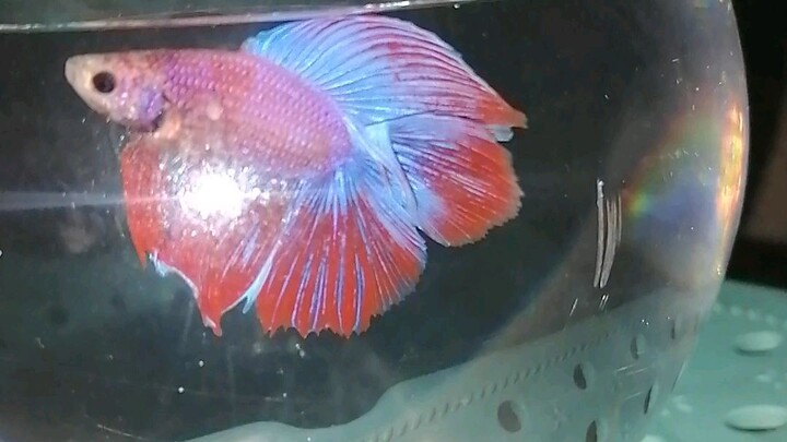 Double tail siamese fighting fish (betta fish)