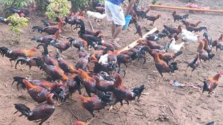 National Banded stags, malapit na ma harvest🙏