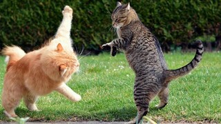 CAT WAR Funny moments of the year 2023 Funny videos compilation haha 🤣🤣