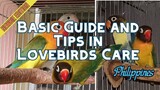 Basic Guide and Tips in Lovebirds Care | Tips sa Pag aalaga ng Lovebirds