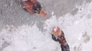 Bantam sparring 3 months