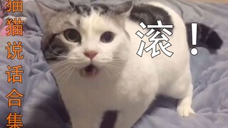 猫 说 话 啦！ ！