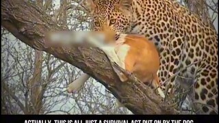 The smart dog pretended to be de. ad in front of Leopard in order to survive. So witty.