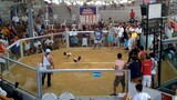 3 cock /1st fight