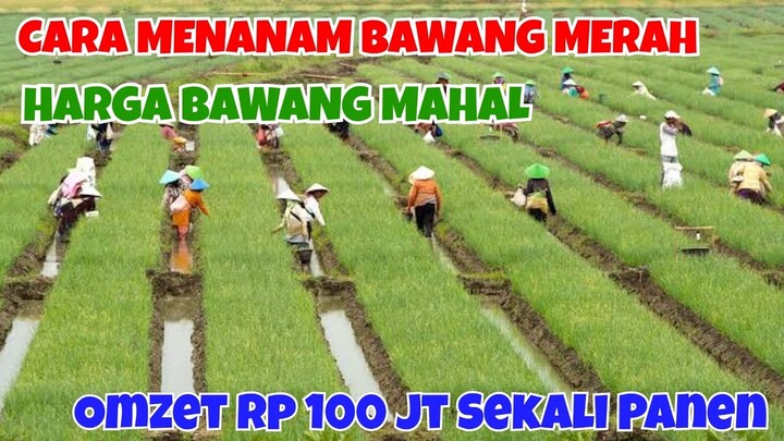 CARA MENANAM BAWANG MERAH, RAIH OMSET 100 JUTA DALAM BUDIDAYA BAWANG MERAH || PETANI MUDA