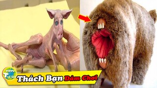 10 Món Đồ Chơi Bí Ẩn Ly Kỳ Và Đáng Sợ Vô Tình Được Tìm Thấy Chắc Chắn Bạn Chư Nhìn Thấy Bao Giờ