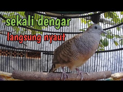 Suara Perkutut lokal rame pada bunyi.