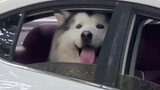 When a puppy meets a stranger in a car
