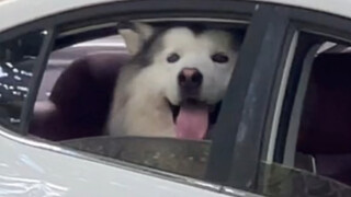 当小狗一个狗坐在车里遇到陌生人时